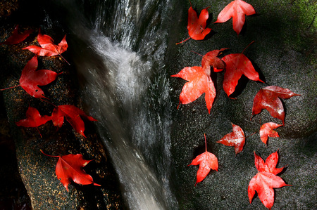 This is a picture of Maple leaves の写真素材