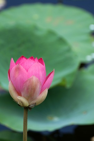 this is a pink lotus in lotus lagoon              の写真素材