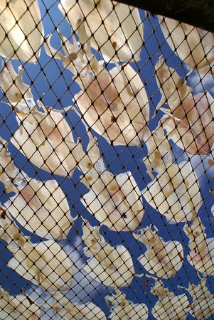 It is a dried squid                     の写真素材