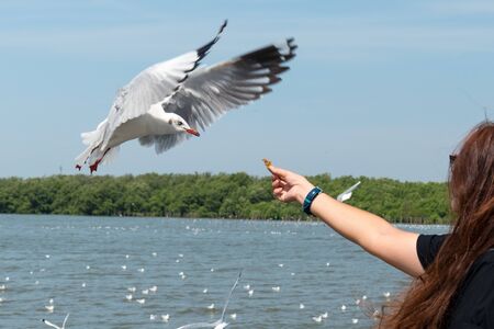 This is a picture of are seagulls in thailandの写真素材