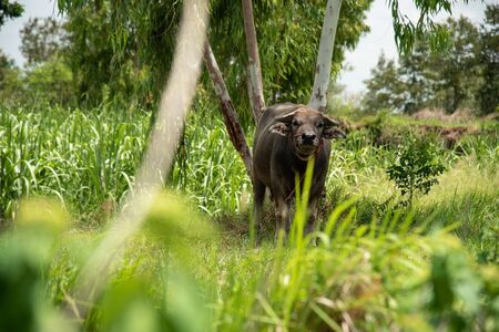The water buffalo (Bubalus bubalis) or domestic water buffalo is a large bovid originating in the...