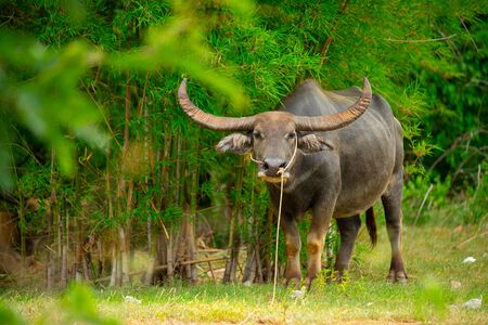 The water buffalo (Bubalus bubalis) or domestic water buffalo is a large bovid originating in the Indian subcontinent, Southeast Asia, and China.の写真素材