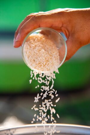 Rice is the seed of the grass . As a cereal grain, it is the most widely consumed staple food for a large part of the world's human population, especially in Asia.の写真素材