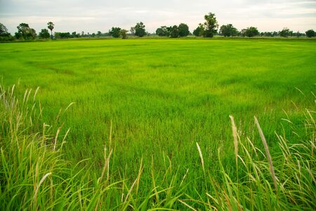 This is a beautiful rice field in Thailand.の写真素材
