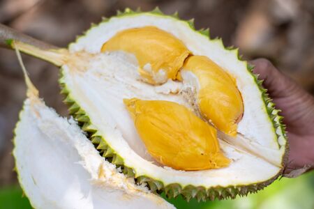 There are durian in thailand.