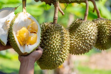 There are durian in thailand.の写真素材