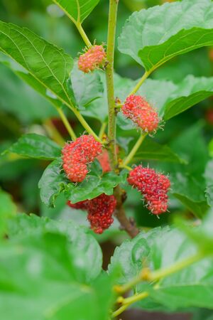 This is a fresh mulberry from the tree.の写真素材