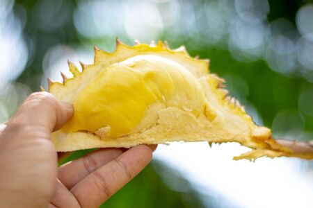 There are durian in thailand.の写真素材