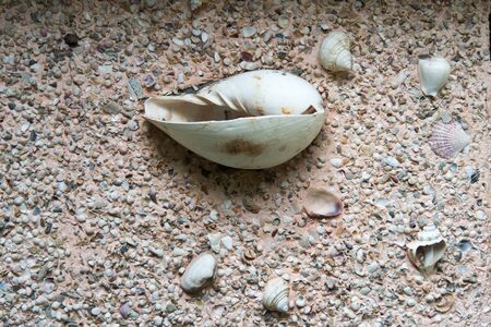 These are shells in the wall. It is wallpaper of Shells.の写真素材