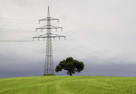 A electricity pylon and a tree stand in a meadow 