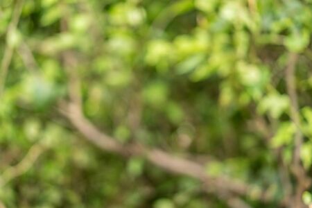 Abstract nature forest blur backgroundの写真素材