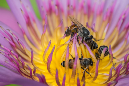 water lily and bee at garden