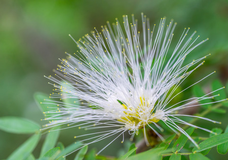 beautiful white guava flower at garden ,parkの写真素材