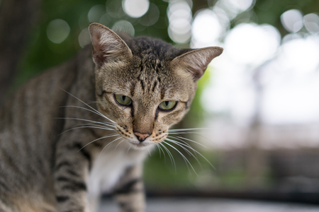 American Shorthair at park ,garden ,forestの写真素材