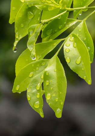 spa style natural green leaf with water dropの写真素材