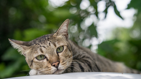 American Shorthair at park ,garden ,forestの写真素材