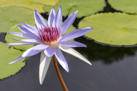 purple nymphaea water lily floweの写真素材