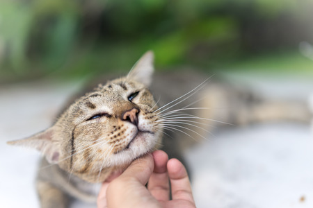 American Shorthair at park ,garden ,forestの写真素材