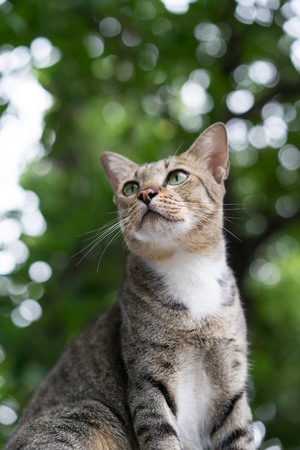American Shorthair at park ,garden ,forestの写真素材