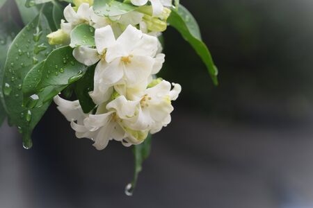 beautiful Murraya paniculata flower at garden ,park ,forestの写真素材