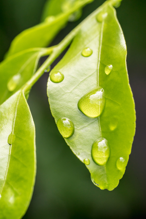 spa style natural green leaf with water dropの写真素材