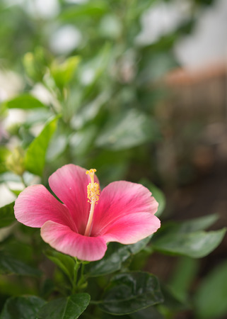 beautiful Pink Hibiscus rosa-sinensis ,shoe flower at park ,garden ,forestの写真素材