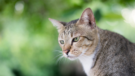 American Shorthair at park ,garden ,forestの写真素材