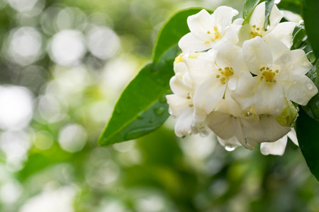 beautiful Murraya paniculata flower at garden ,park ,forestの写真素材
