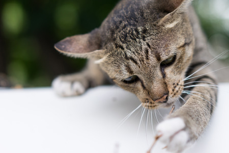 American Shorthair play at park ,garden ,forestの写真素材