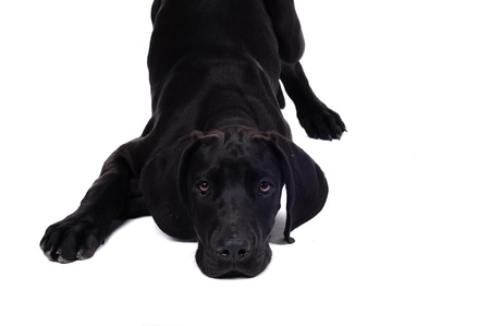 dog in studioの写真素材