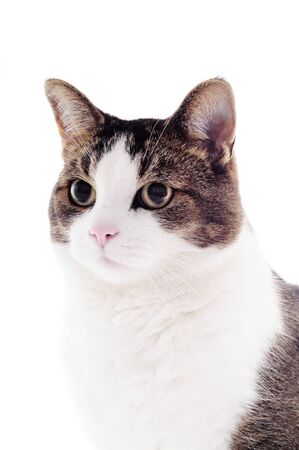 cat on a white studio background for cutoutの写真素材