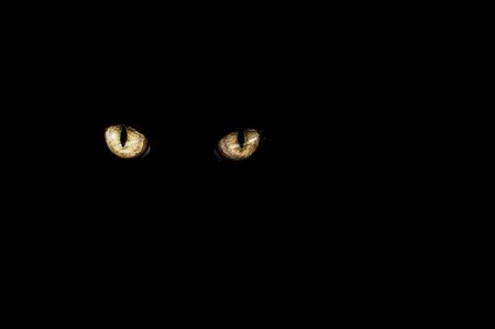 yelow cat eyes on a black background の写真素材