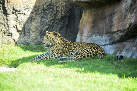 Leopard resting in the shadeの写真素材