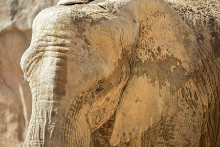 elephant close upの写真素材