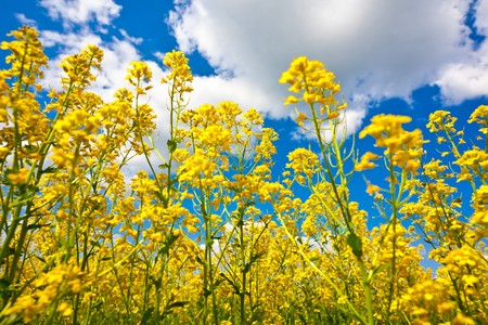 Yellow flower field and blue skyの写真素材