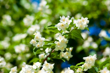 jasmine against blue sky