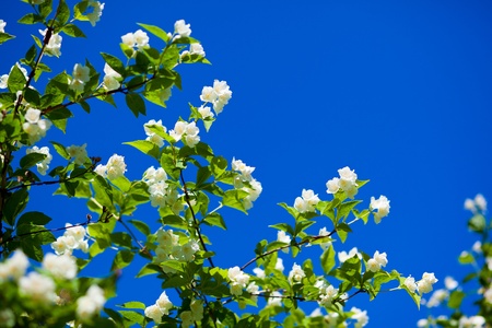 jasmine against blue skyの写真素材