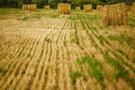 Straw Haystacks on the grain field after harvestingの写真素材