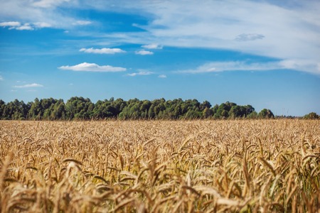 A wheat field, fresh crop of wheat.の写真素材