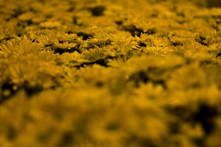 Daisy flowers in sharp focus with surrounding abstract backgroundの写真素材