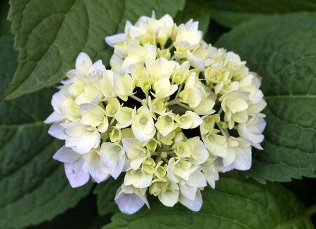 Beautiful White Flower