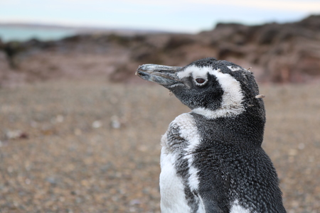 Penguin at the beach. Camarones, Patagonia,  Argentina.の写真素材