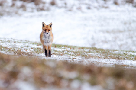 fox standing on a meadow where is a little bit of snowの写真素材