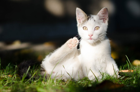 cute white cat playing outsideの写真素材