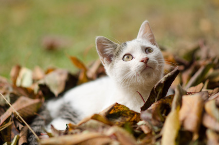 cute white cat playing outsideの写真素材
