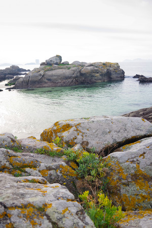 Atlantic flora near Samil beach in Vigo, Vigo, Galicia, Spain, Europeの写真素材