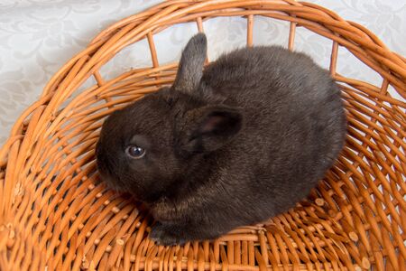 Cute black bunny, easter bunny, Moravia region, Czech Rebublic, Europeの写真素材