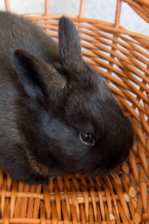 Cute black bunny, easter bunny, Moravia region, Czech Rebublic, Europeの写真素材