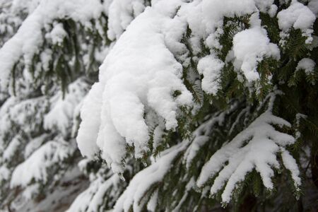 Fresh snow on spruce branch, Bila, Czech Rebublic, Europeの写真素材