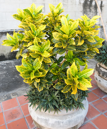 Colorful plant with yellow-green leaves, Santa Clara, Cuba, Caribbean